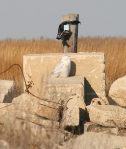 Snowy owl