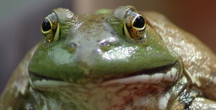 A frog in Kent County, Delaware