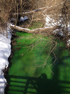 Green water in Phillips Park in Newark (Photo: DFN)