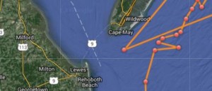 Ocearch tracked Mary Lee off the mouth of Delaware Bay.