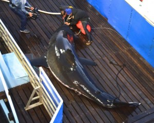 Mary Lee during tagging in 2012 (Photo: Ocearch)
