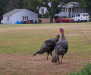 Delaware wild turkeys (Photo: DNREC)