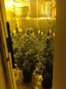Delaware State Police said they seized these marijuana plants from a home on Covenant Lane in Little Heaven. (Photo: Delaware State Police)