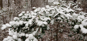 Snow clings to holly leaves near Frederica on Sunday, Jan. 17. (Photo: Delaware Free News)