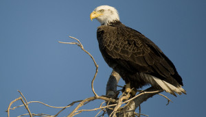 A bald eagle (Photo:  Department of Natural Resources and Environmental Control)