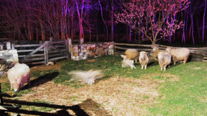 Sheep were rescued from barn. (Photo: Delaware Free News)