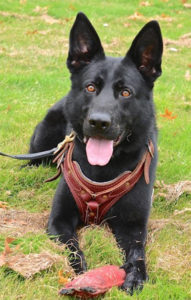 K-9 Ax (Photo: New Castle County police)