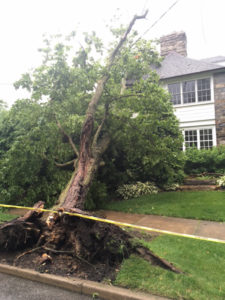 Uprooted tree fell on home along Clifton Avenue in Roselle neighborhood near Elsmere. (Photo: Delaweare Free News)