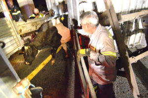 Cow is removed from overturned trailer. (Photo: Delaware Free News)