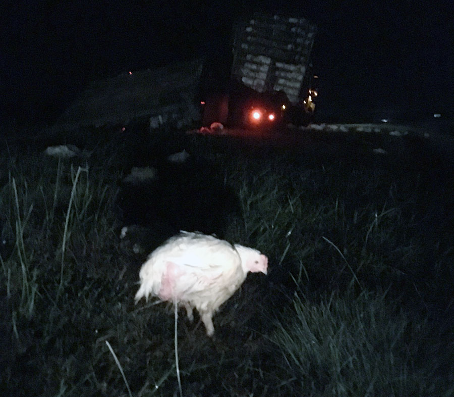 Two tractor-trailers collided on southbound Route 1 near Smyrna. One spilled load of chickens. (Photo: Delaware Free News)