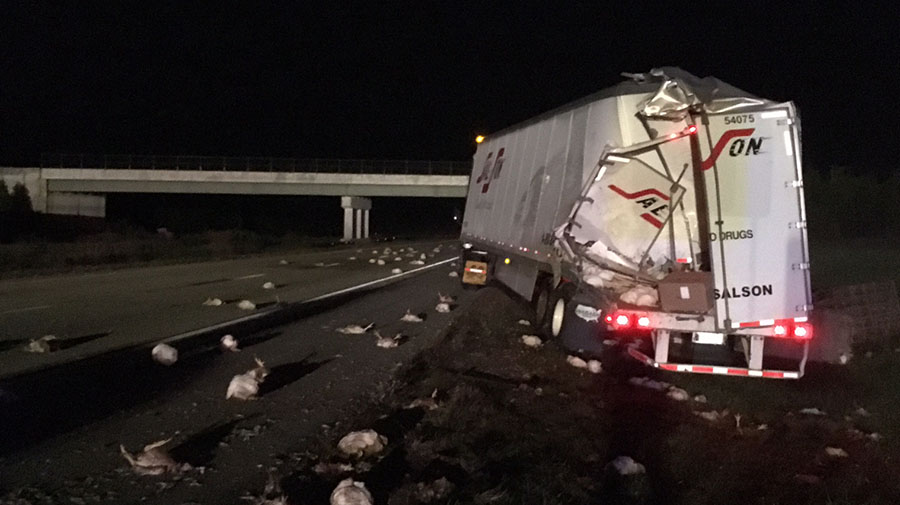 Two tractor-trailers collided on southbound Route 1 near Smyrna. One spilled load of chickens. (Photo: Delaware Free News)