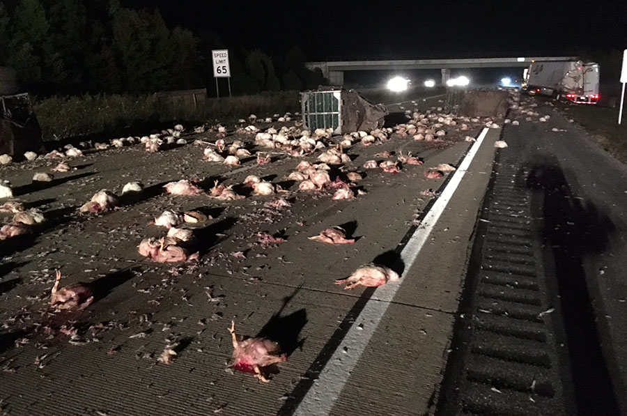 One tractor-trailer spilled load of chickens across southbound Route 1. (Photo: Delaware Free News)