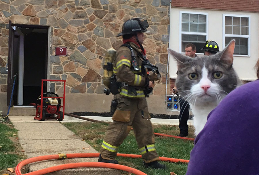 Cat was rescued from burning building after fire broke out at Silver Spring Apartments. (Photo: Delaware Free News) 