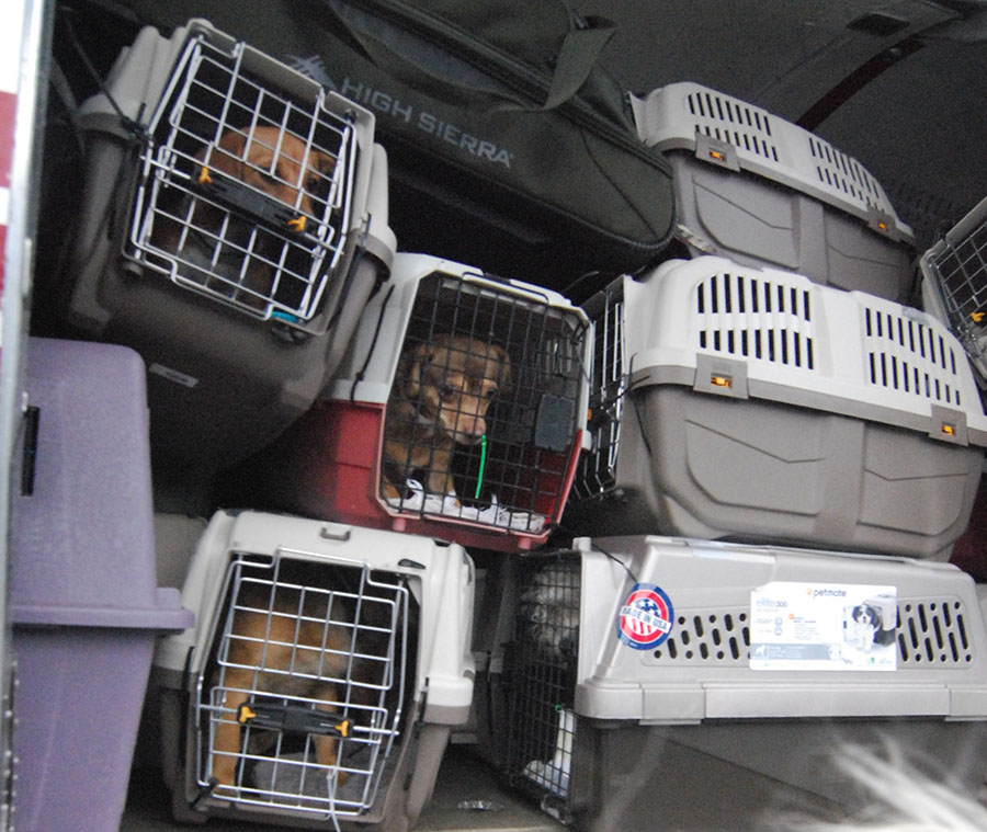 At-risk dogs from Arizona arrived at New Castle Airport. (Photo: Delaware Free News)